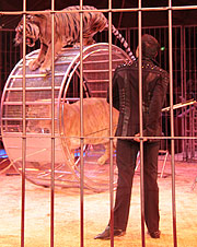 Tom Dieck Jr. mit Tiger, weißen Löwen und Ligern  (©Foto: Martin Schmitz)